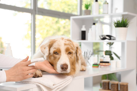 Female groomer brushing Australian Shepherd dog's teeth in salon, closeupの写真素材