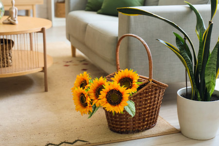 Sunflowers in basket on floor in living room. Closeupの写真素材
