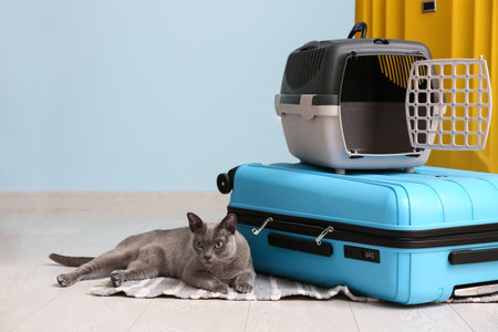Cute cat lying pet carrier and suitcases on blue backgroundの写真素材
