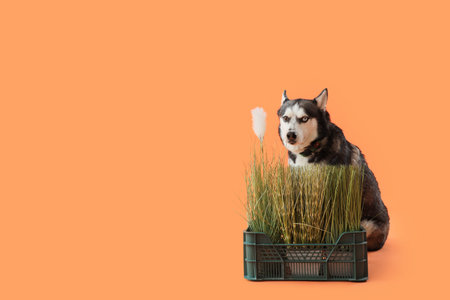 Cute husky dog with green grass on orange background