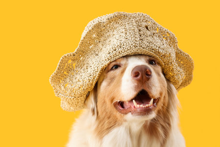 Cute Australian Shepherd dog in wicker summer hat on yellow backgroundの写真素材