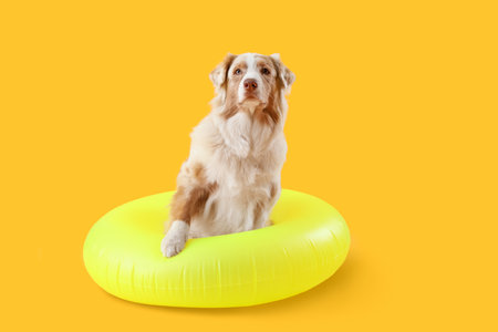 Cute Australian Shepherd dog with inflatable ring on yellow backgroundの写真素材