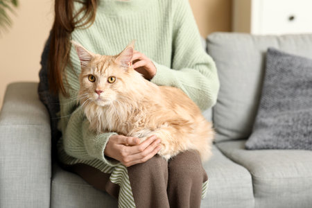 Young woman sitting on sofa with cute Maine Coon cat at homeの写真素材