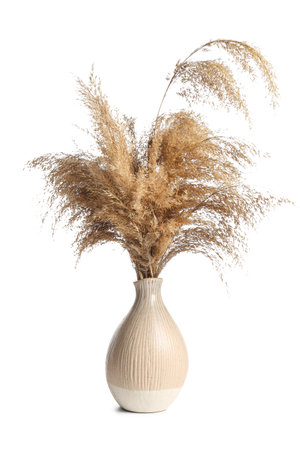 Vase with dry common reeds isolated on white backgroundの写真素材