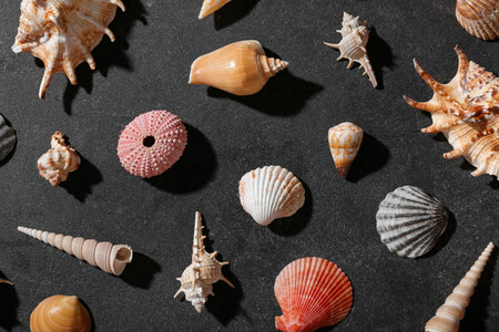 Many different sea shells on dark background