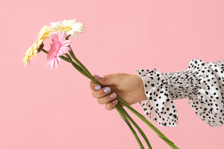 Female hand with beautiful manicure and gerbera flowers on pink background, closeupの写真素材