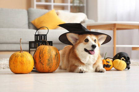 Cute Corgi dog in witch hat with Halloween decorations lying on floor at homeの写真素材