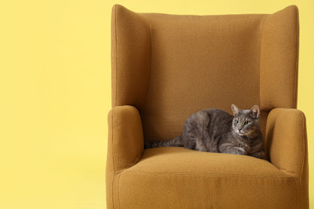 Cute cat lying on armchair against yellow backgroundの写真素材