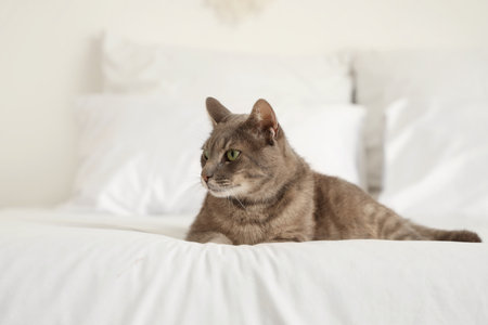 Cute cat lying on bed in bedroom at homeの写真素材