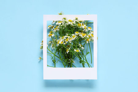 Paper frame with beautiful chamomile flowers on color background