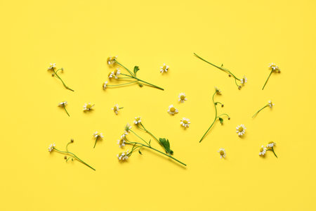 Composition with fresh chamomile flowers on yellow backgroundの写真素材