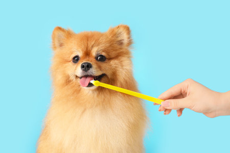 Female groomer brushing teeth of cute Pomeranian dog on blue backgroundの写真素材