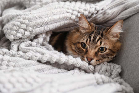 Cute cat wrapped in soft blanket lying on sofa in living room at homeの写真素材