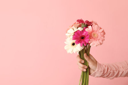Female hand holding beautiful gerbera flowers on pink backgroundの写真素材