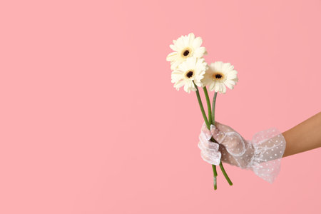 Female hand in laced glove holding beautiful white gerbera flowers on pink backgroundの写真素材