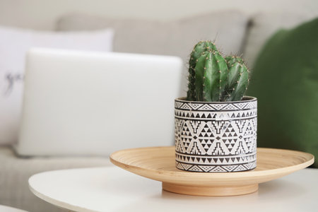 Potted cactus on coffee table in living room, closeupの写真素材