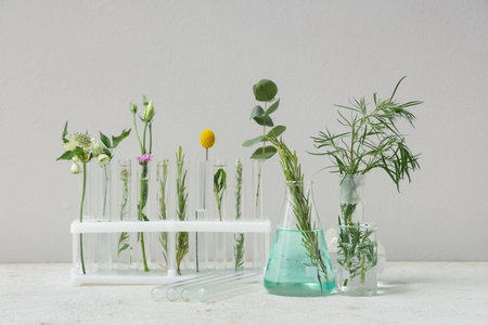 Laboratory glassware with herbs, flowers and plants on gray background