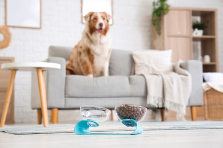 Cute Australian Shepherd dog on sofa, feeder with dry pet food and water on floor at homeの写真素材