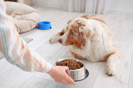 Young woman giving to Australian Shepherd dog bowl with tasty pet food at homeの写真素材