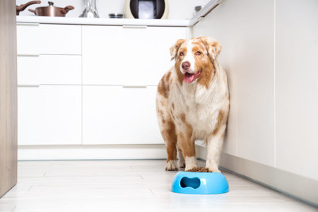 Australian Shepherd dog and bowl with dry pet food in kitchen