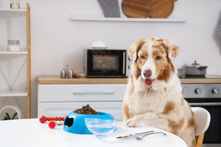 Australian Shepherd dog, bowls with dry pet food and water on table in kitchenの写真素材