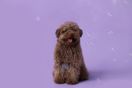 Cute Poodle dog and soap bubbles on lilac backgroundの写真素材
