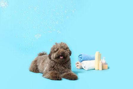 Cute Poodle dog with towels, bottles of shampoo and soap bubbles on blue backgroundの写真素材
