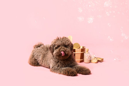 Cute Poodle dog with bath supplies and soap bubbles on pink backgroundの写真素材