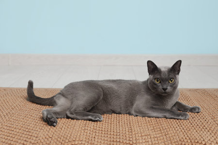 Cute cat lying on carpet against blue backgroundの写真素材