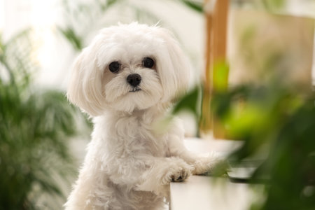 Cute white Bolognese dog in office, closeupの写真素材
