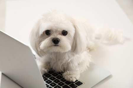 Cute white Bolognese dog lying on laptop in office