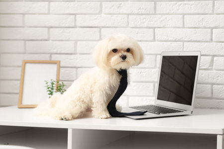 Cute white Bolognese dog in tie sitting on workplace with laptop in stylish office