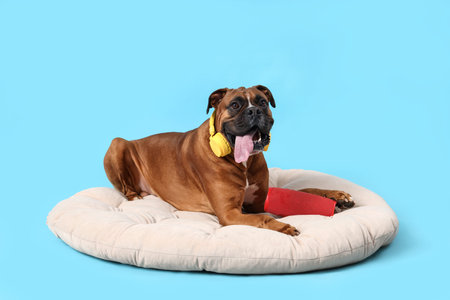 Boxer dog with headphones and wireless portable speaker on pet bed against blue backgroundの写真素材