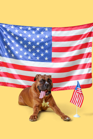 Boxer dog with USA flags lying on yellow backgroundの写真素材