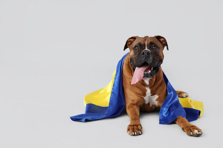 Boxer dog with flag of Ukraine lying on light backgroundの写真素材