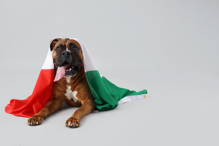 Boxer dog with Italian flag lying on light backgroundの写真素材