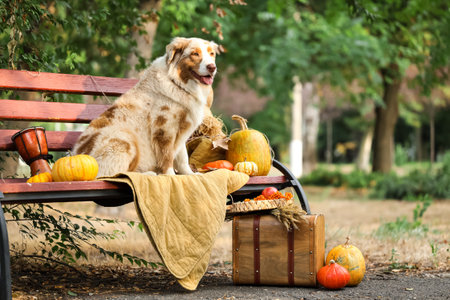 Cute Australian Shepherd dog sitting on bench with pumpkins outdoors. Thanksgiving Day celebrationの写真素材