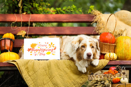 Cute Australian Shepherd dog lying on bench with pumpkins and greeting card for Thanksgiving Day outdoorsの写真素材