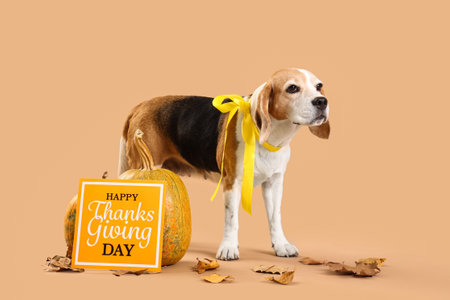 Cute Beagle dog with autumn leaves, pumpkins and greeting card for Thanksgiving Day on beige backgroundの写真素材
