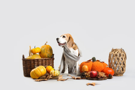 Cute Beagle dog with pumpkins and decorations for Thanksgiving Day on gray backgroundの写真素材