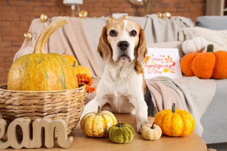 Cute Beagle dog with pumpkins for Thanksgiving Day at homeの写真素材