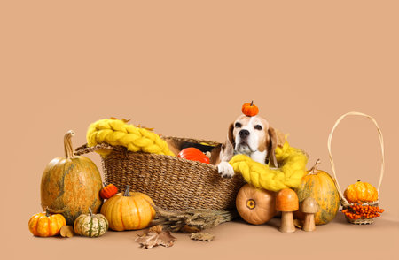 Cute Beagle dog lying in wicker basket with blanket and pumpkins for Thanksgiving Day on beige backgroundの写真素材