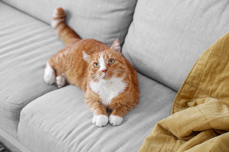 Cute red cat lying on gray sofa at homeの写真素材