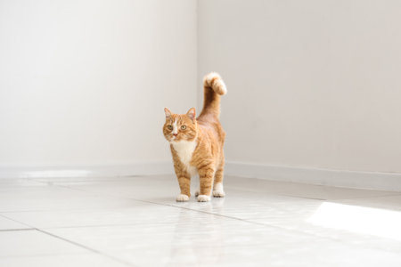 Cute red cat in light roomの写真素材