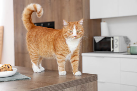 Cute red cat in the kitchenの写真素材