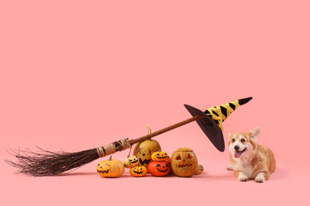 Cute Corgi dog with Halloween pumpkins, magic broom and witch hat lying on pink backgroundの写真素材