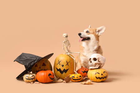 Cute Corgi dog with Halloween decorations, witch hat and autumn leaves sitting on beige backgroundの写真素材