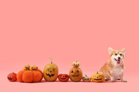Cute Corgi dog with Halloween pumpkins sitting on pink backgroundの写真素材