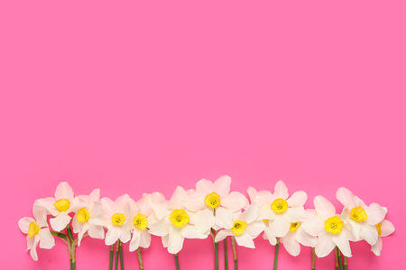 Composition with daffodil flowers on pink background. Top viewの写真素材