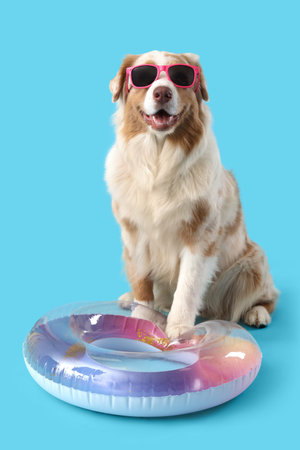 Cute Australian Shepherd dog in sunglasses with inflatable ring on blue backgroundの写真素材